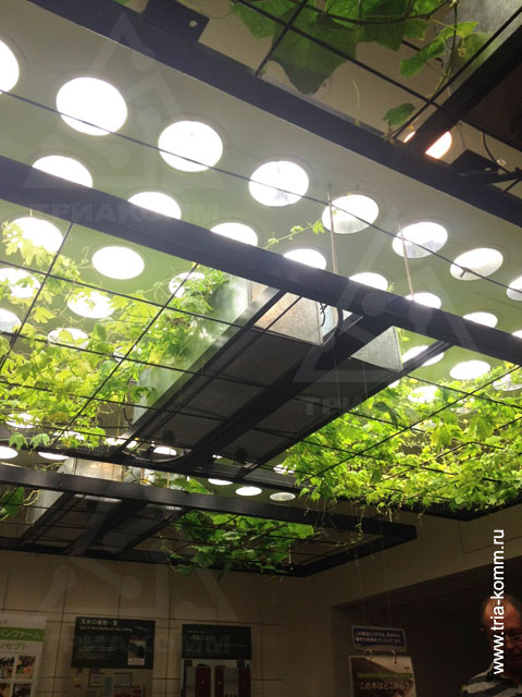 Растения в «зеленых» зданиях растут внутри помещений на потолках